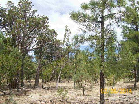 2004 Running Elk, Overgaard, AZ 85933 photo 8