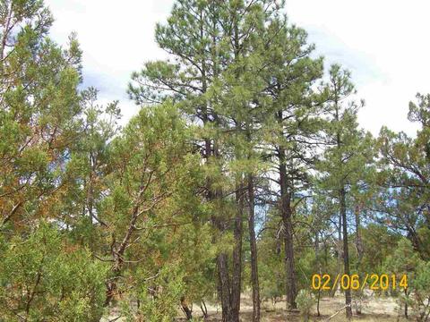 2004 Running Elk, Overgaard, AZ 85933 photo 13