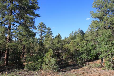 4470 Hackberry, Show Low, AZ 85901 photo 1