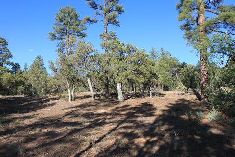 4470 Hackberry, Show Low, AZ 85901 photo 4