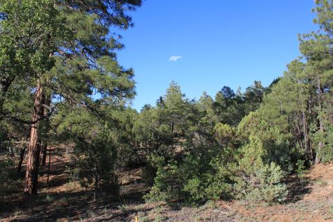 4470 Hackberry, Show Low, AZ 85901 photo 2