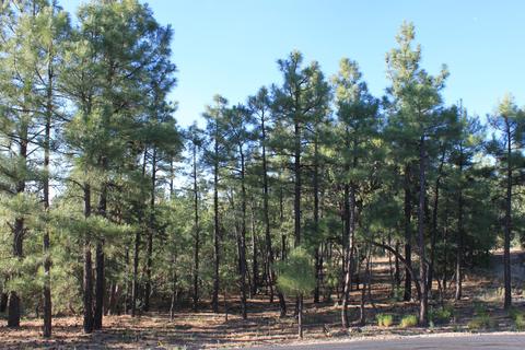 4470 Hackberry, Show Low, AZ 85901 photo 3