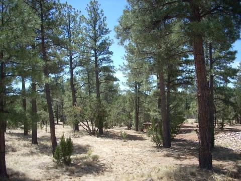 2755 Chandelle, Overgaard, AZ 85933 photo 1