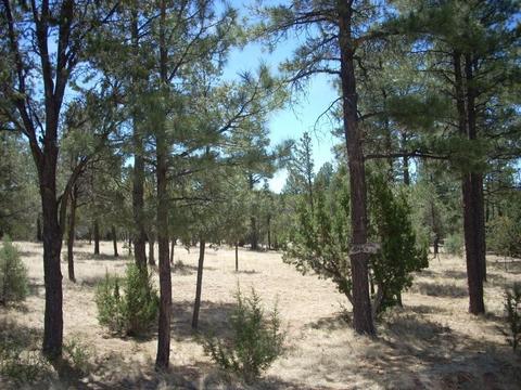 2755 Chandelle, Overgaard, AZ 85933 photo 4