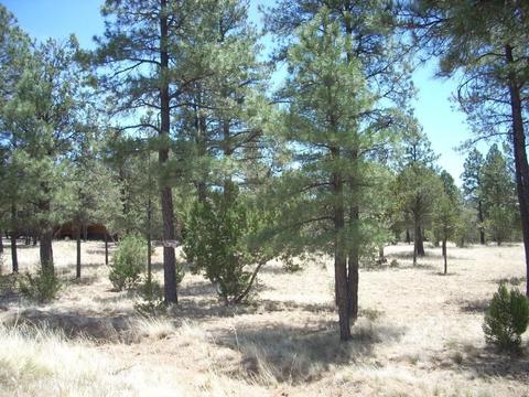 2755 Chandelle, Overgaard, AZ 85933 photo 8