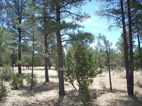2755 Chandelle, Overgaard, AZ 85933 photo 5