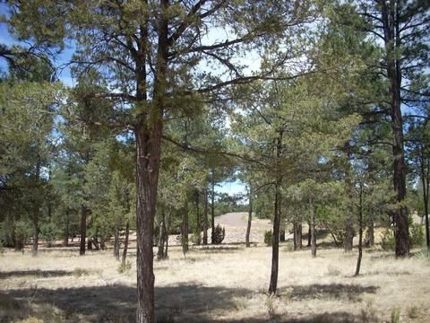 2755 Chandelle, Overgaard, AZ 85933 photo 10
