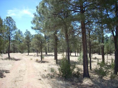 2755 Chandelle, Overgaard, AZ 85933 photo 2