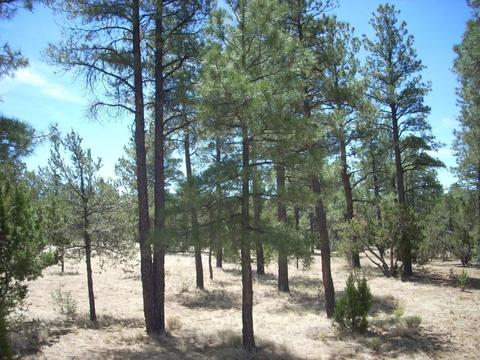 2755 Chandelle, Overgaard, AZ 85933 photo 6
