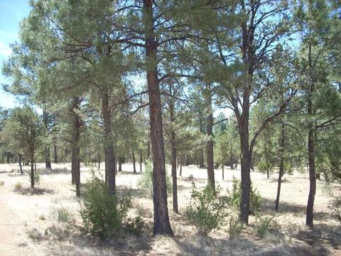 2755 Chandelle, Overgaard, AZ 85933 photo 3