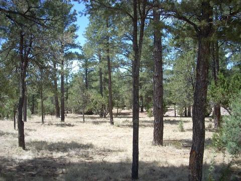 2755 Chandelle, Overgaard, AZ 85933 photo 15