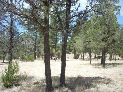2755 Chandelle, Overgaard, AZ 85933 photo 14