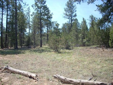 3217 Jeep Trl, Overgaard, AZ 85933 photo 4