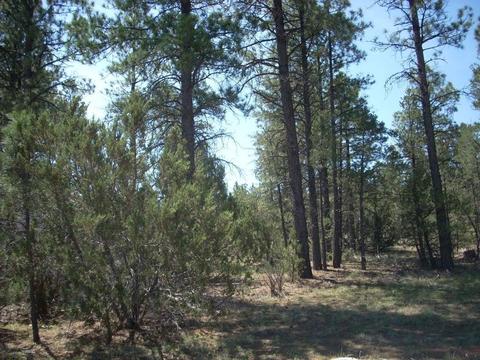 3217 Jeep Trl, Overgaard, AZ 85933 photo 8