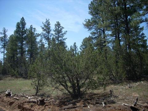 3217 Jeep Trl, Overgaard, AZ 85933 photo 10