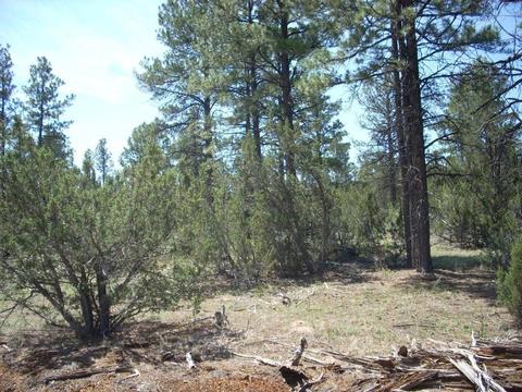 3217 Jeep Trl, Overgaard, AZ 85933 photo 9