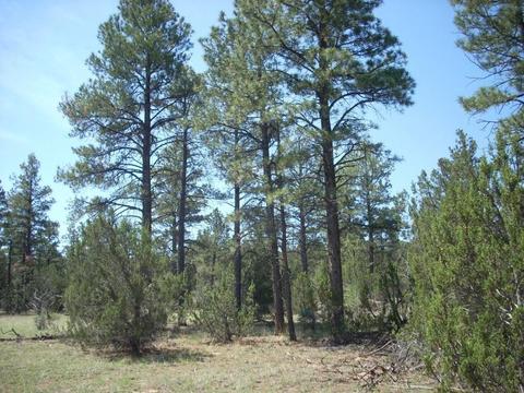 3217 Jeep Trl, Overgaard, AZ 85933 photo 13