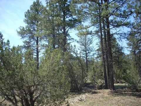 3217 Jeep Trl, Overgaard, AZ 85933 photo 11