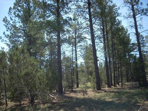 3217 Jeep Trl, Overgaard, AZ 85933 photo 6