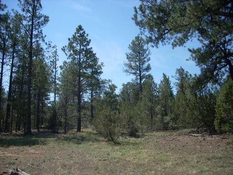 3217 Jeep Trl, Overgaard, AZ 85933 photo 1