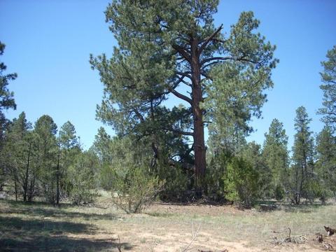 3217 Jeep Trl, Overgaard, AZ 85933 photo 16