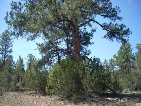 3217 Jeep Trl, Overgaard, AZ 85933 photo 3