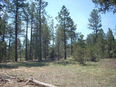 3217 Jeep Trl, Overgaard, AZ 85933 photo 5