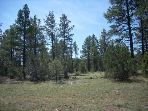 3217 Jeep Trl, Overgaard, AZ 85933 photo 12