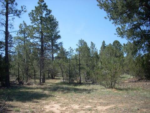 3217 Jeep Trl, Overgaard, AZ 85933 photo 7