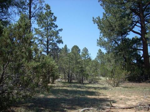 3217 Jeep Trl, Overgaard, AZ 85933 photo 15