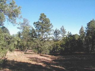 3323 Tall Tree Ln, Overgaard, AZ 85933 photo 1