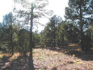 3323 Tall Tree Ln, Overgaard, AZ 85933 photo 4