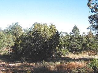 3323 Tall Tree Ln, Overgaard, AZ 85933 photo 5