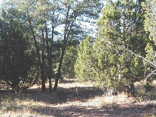 3323 Tall Tree Ln, Overgaard, AZ 85933 photo 3