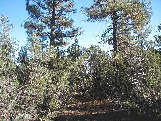 3323 Tall Tree Ln, Overgaard, AZ 85933 photo 2