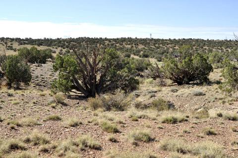 9708 E Juniper Berry Trl, Snowflake, AZ 85937 photo 5
