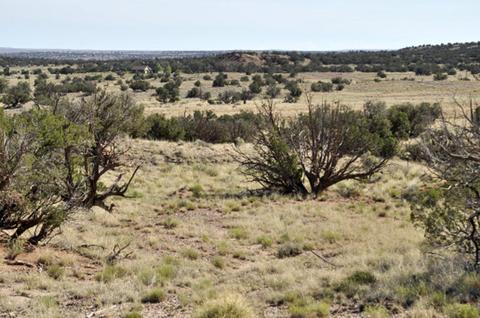 9708 E Juniper Berry Trl, Snowflake, AZ 85937 photo 6