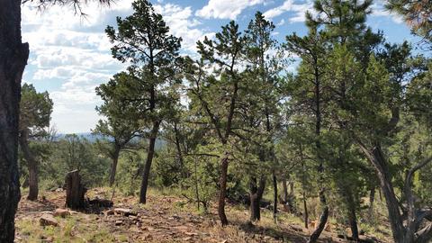 3413 Ponderosa Loop, Heber, AZ 85928 photo 3