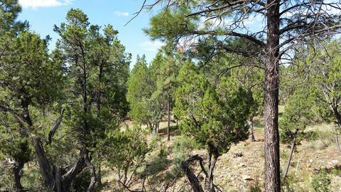 3413 Ponderosa Loop, Heber, AZ 85928 photo 6