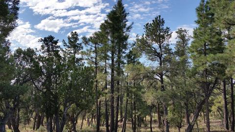 3413 Ponderosa Loop, Heber, AZ 85928 photo 2