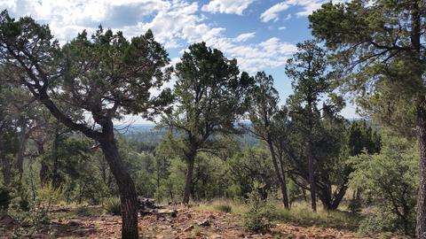 3413 Ponderosa Loop, Heber, AZ 85928 photo 4