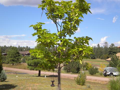 2755 Pine View Ct, Overgaard, AZ 85933 photo 3