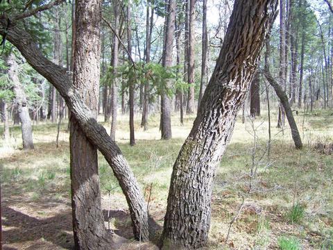 16 County Rd 2070, Alpine, AZ 85920 photo 24