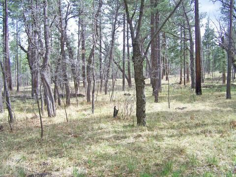 16 County Rd 2070, Alpine, AZ 85920 photo 25