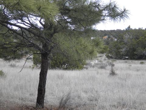 3369 Tonto Dr, Overgaard, AZ 85933 photo 7