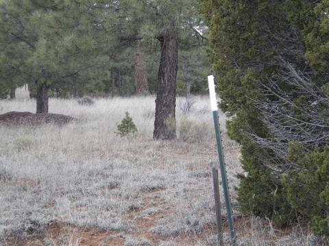 3369 Tonto Dr, Overgaard, AZ 85933 photo 9