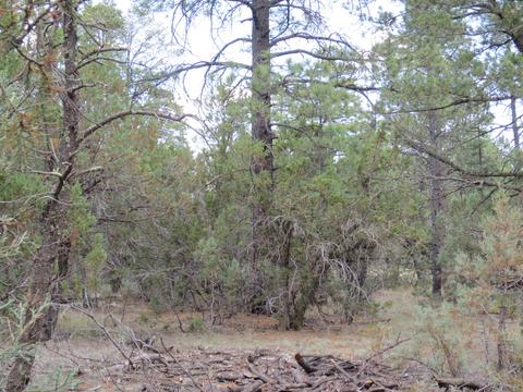 2867 Deer Trl, Overgaard, AZ 85933 photo 8