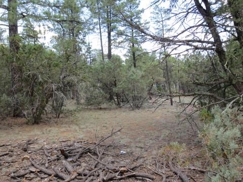 2867 Deer Trl, Overgaard, AZ 85933 photo 11
