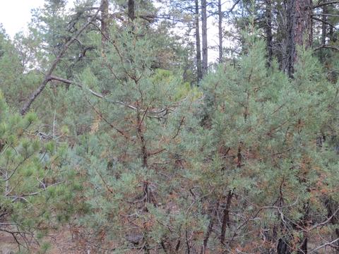 2867 Deer Trl, Overgaard, AZ 85933 photo 9
