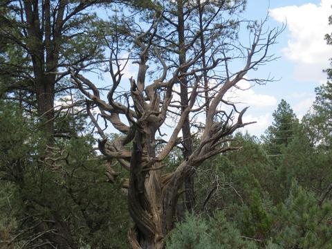 2867 Deer Trl, Overgaard, AZ 85933 photo 7